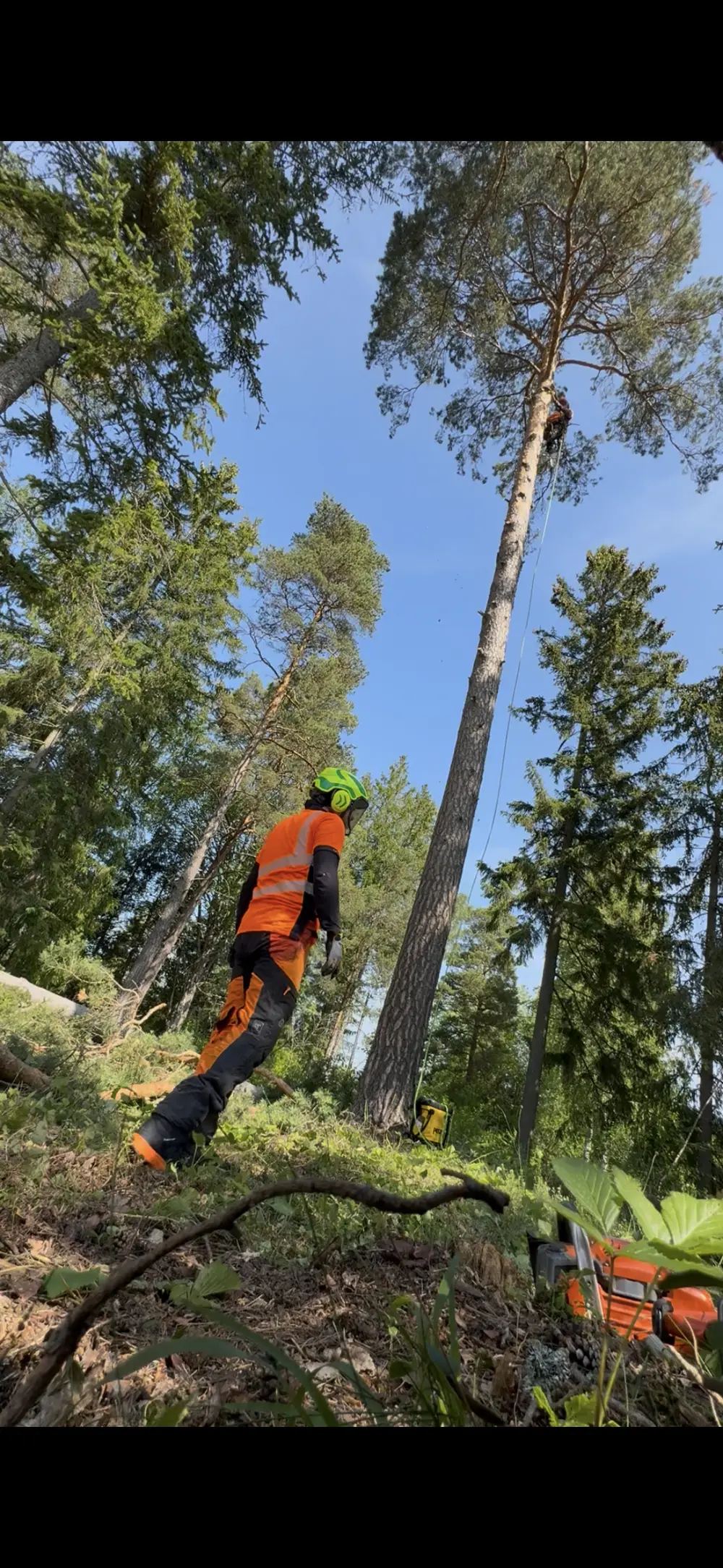 Greenway trädfällning